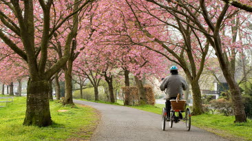 En äldre person, sedd bakifrån, som cyklar på en trehjulig cykel på en cykelväg genom en park om given av vårgrönska och blommande körsbärsträd. Personen bär cykelhjälm och har en korg på pakethållaren.