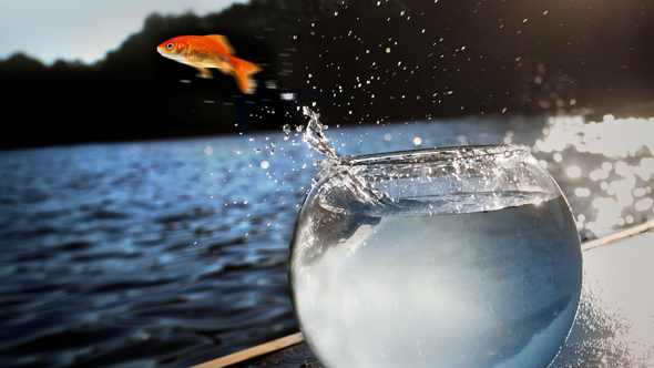 En guldfisk hoppar från sin glasskål till havet.