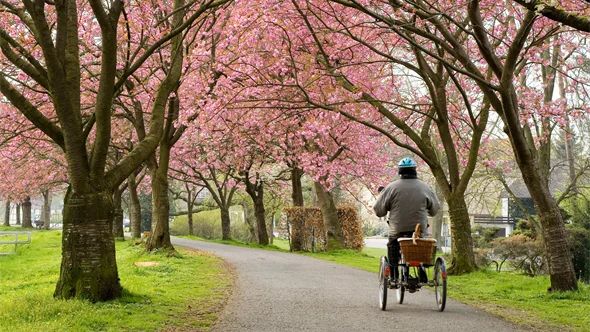 En äldre person, sedd bakifrån, som cyklar på en trehjulig cykel på en cykelväg genom en park om given av vårgrönska och blommande körsbärsträd. Personen bär cykelhjälm och har en korg på pakethållaren.