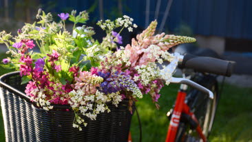 En cykelkorg full med blommor