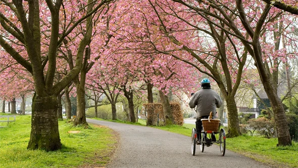 En äldre person, sedd bakifrån, som cyklar på en trehjulig cykel på en cykelväg genom en park om given av vårgrönska och blommande körsbärsträd. Personen bär cykelhjälm och har en korg på pakethållaren.