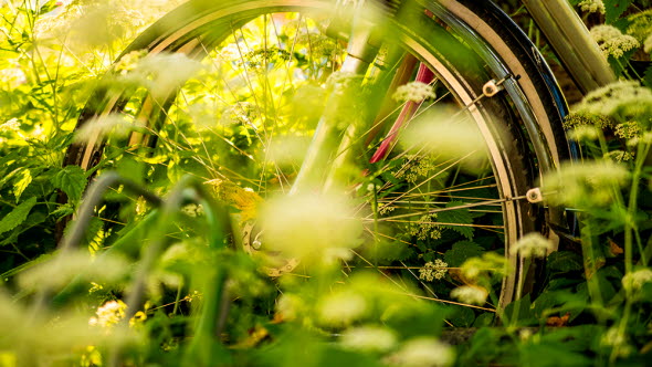 Foto med fokus på cykelhjul i ett cykelställ, omgivet av solbelyst grönska