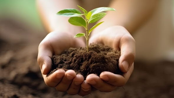 Hands holding a plant in soil.